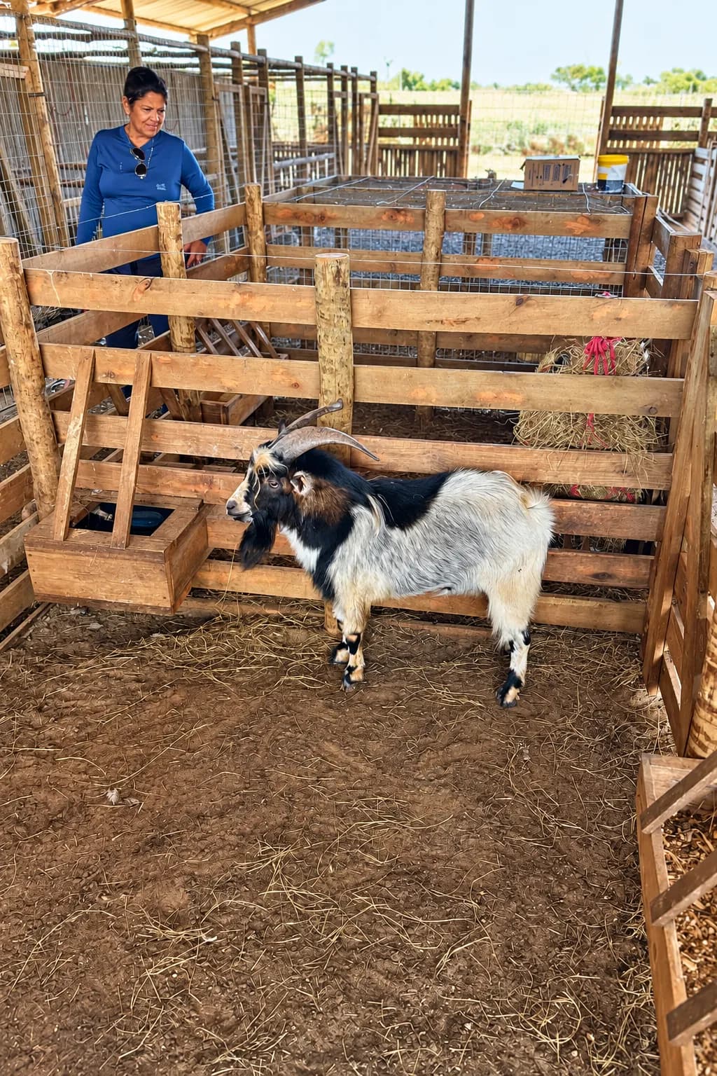 Cabrito em curral rústico de madeira na Fazendinha da Kazza